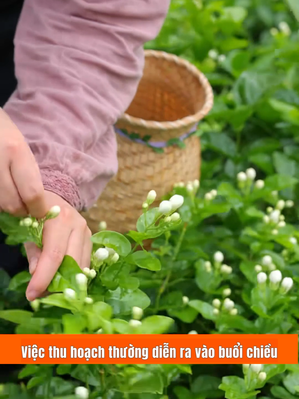 Thu hoạch hoa nhài cuối mùa và chưng cất tinh dầu hoa nhài #annamduoc #tinhdauhoanhai #hoanhai #meodangian #thaoduoc 