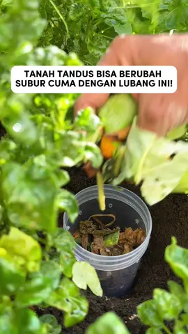 ubah tanah tandus jadi subur pake cara ini #infarm #berkebun #tanaman #sayuran #fyp 