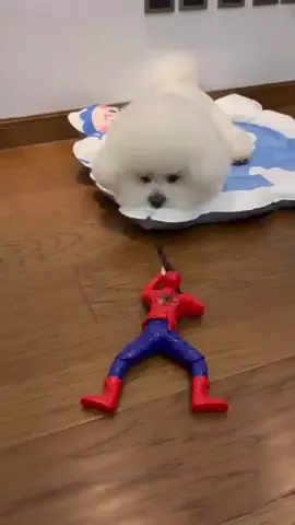 🕸️ Spidey senses tingling! 🐾 - For a chance to be featured, please follow us! - Credit: dm us for credit - Tag a friend who need to see this adorable puppy in a comment below👇 . . . . #bichon #bichonfrise #dogsofinstagram #dog #bichonsofinstagram #puppy #dogs #poodle #puppylove #maltese #bichonlove #doglover #dogstagram #doglife #dogoftheday #instadog #puppiesofinstagram #doggroomer #cute #doglovers #bichonmaltes #pet #Love #shihtzu #cutedog #bichonfris #doggroominglife #bichonworld #bichonstagram #spa