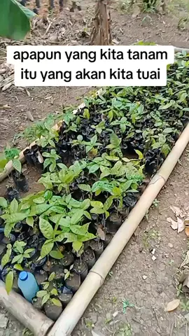 semangat para petani💪#petanimodern #petanimuda #petaniindonesia🇮🇩🇮🇩🇮🇩🌿🌿 