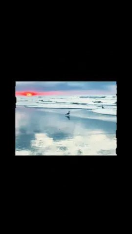 #seagull #sunrise #yay 