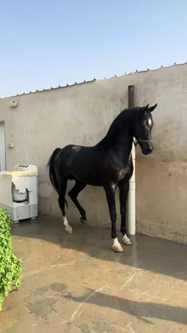 #مشاءالله_تبارك_الله #الخيل_من_خيالها الفحل الجديد ربي يبارك صاهود الخامس حفيد العديد الشقب