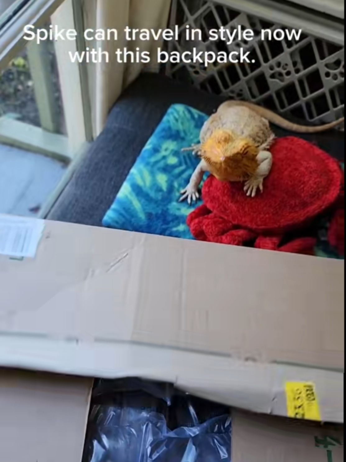 The perfect backpack to use  if you want to take your bearded dragon outside for an adventure safely. #backpack #petcarrier #travel #beardeddragon #fyp 