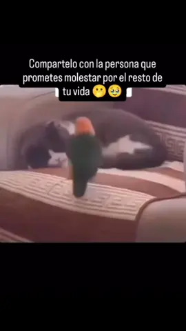 #mymood😂😂😂 #sisoy😎👌 #chistesgraciosos😂😂😋🤪 #parati #💯cubana🇨🇺🇺🇸 