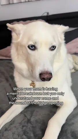 He’s looking at me like 🧿👄 🧿 #husky #whitehusky #PetsOfTikTok 
