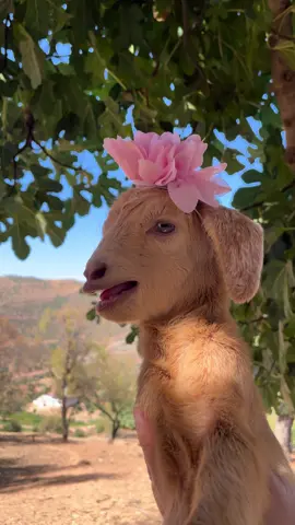 #goat #mygoat🐐 😍🥰🥹#bibygoat 