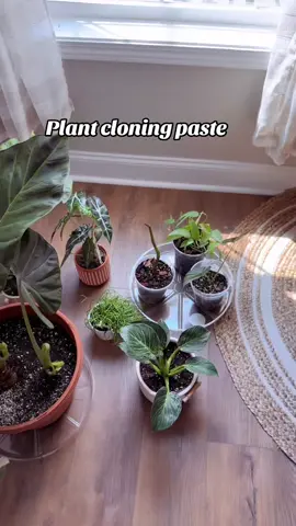 Plant cloning paste! No more bare steams. 🪴 @SOUTHSIDE PLANTS #cloning #cloningpaste #plants #look #plantcare 