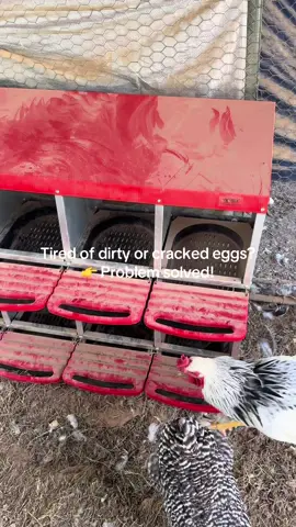 Level-up your coop! 🐓✨ This 10-compartment VEVOR roll-out nesting box makes egg collection simple, clean, and quick. Perfect for backyard flocks or small farms. 🥚 #RollOutNestBox #ChickenFarm #BackyardChickens #FarmFreshEggs #Vevor 