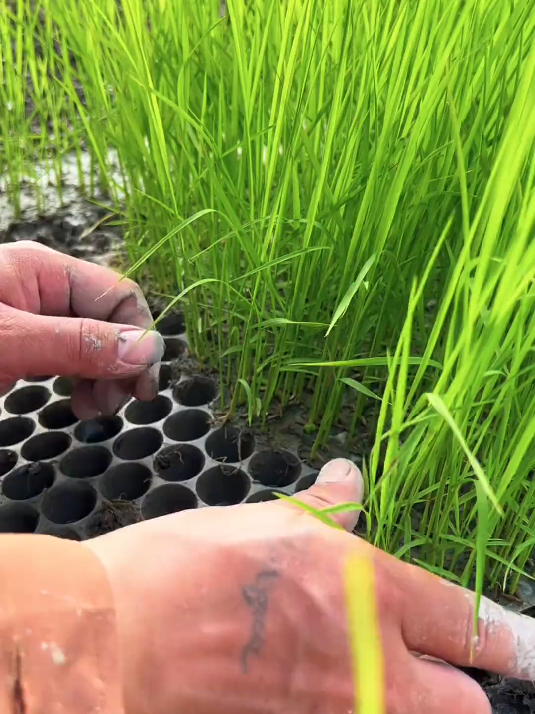#NatureLovers #farmlands #follower #viralvideotiktok #greenpool