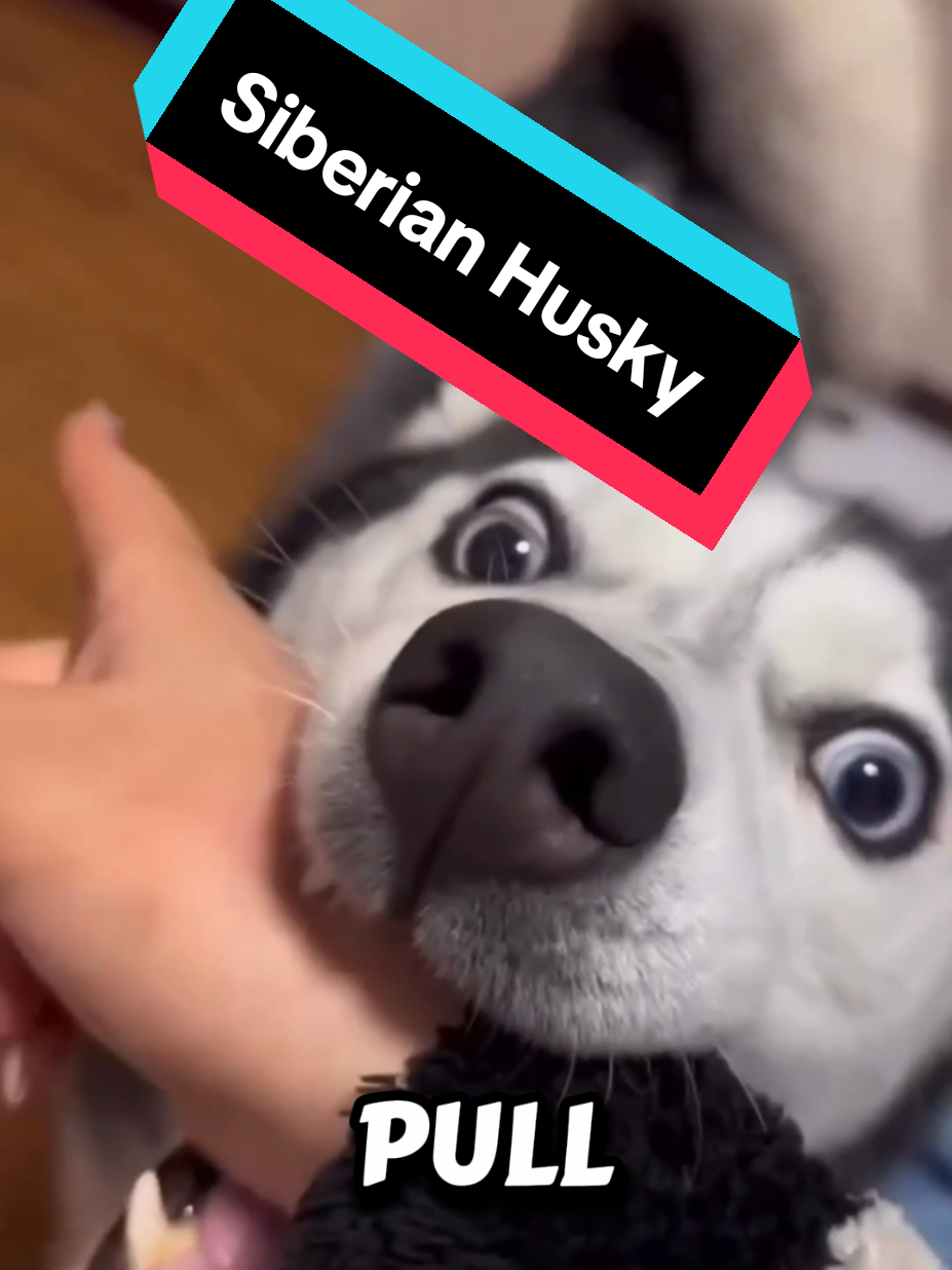 Discover Siberian Husky - a little Snowflake #husky #siberianhusky #huskydog #dogs #dogslovets 