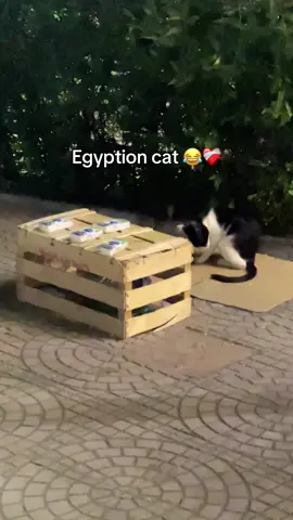 😂😂😂😂لقمه التونه #foryourpage #cats #viral #egypt#explore 