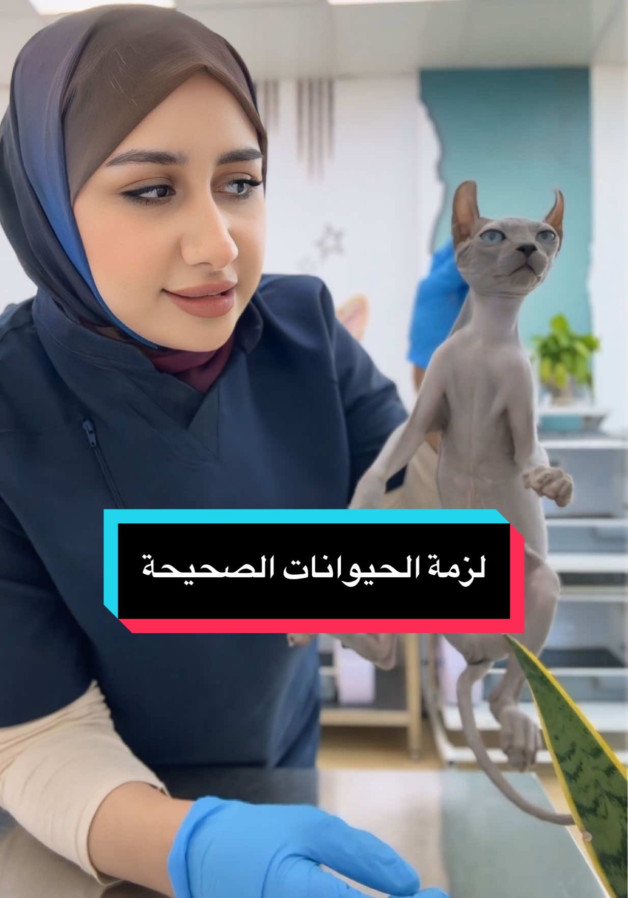 ⁨	معلومه ع سريع🐈 وهاي اللزمه بس بوكت العلاج او من نريد نثبتهم يعني مو ٢٤ ساعه نلزمهم هاللزمه لان هي هاي اللزمه الي تخليهم ثابتين بطريقه طبيبعيه ويمشي العلاج بصوره صحيحه 💙 #شمس_ماجد #اكسبلور #explore #حيوانات #قطط 