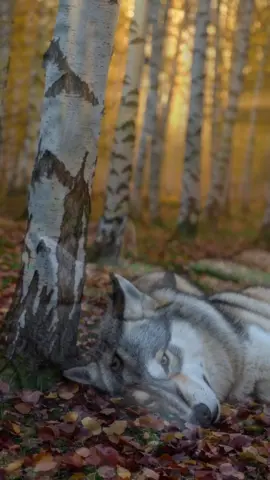 When the Howl Falls Silent – Farewell of the Pack One wolf has fallen. His body rests in the autumn forest, while his mate stays beside him – desperate, grieving, endlessly loyal. Her eyes heavy with tears, her soul breaking in silence. Yet in the pack, love does not end with death. She mourns, she watches, she refuses to let go. A heartbreaking reminder that wolves are more than wild animals – they are family. And family remains, even when the howl of a loved one falls silent forever.