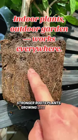 🌱 No more compact soil suffocating roots. #soilhealth #PlantTok #plants #gardeningtips #musthave