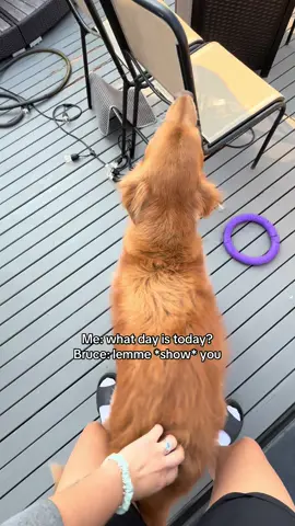 Don’t mind us dancing in September! #goldenretriever #dance #dogsoftiktok #fyp 