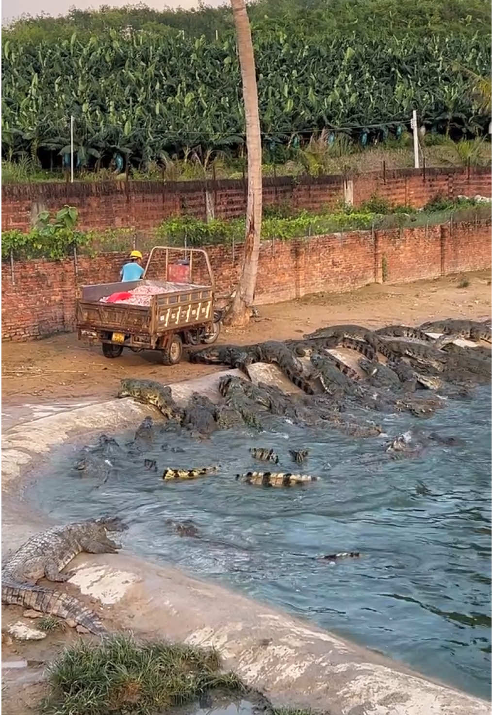 Feed the crocodiles #crocodlie 