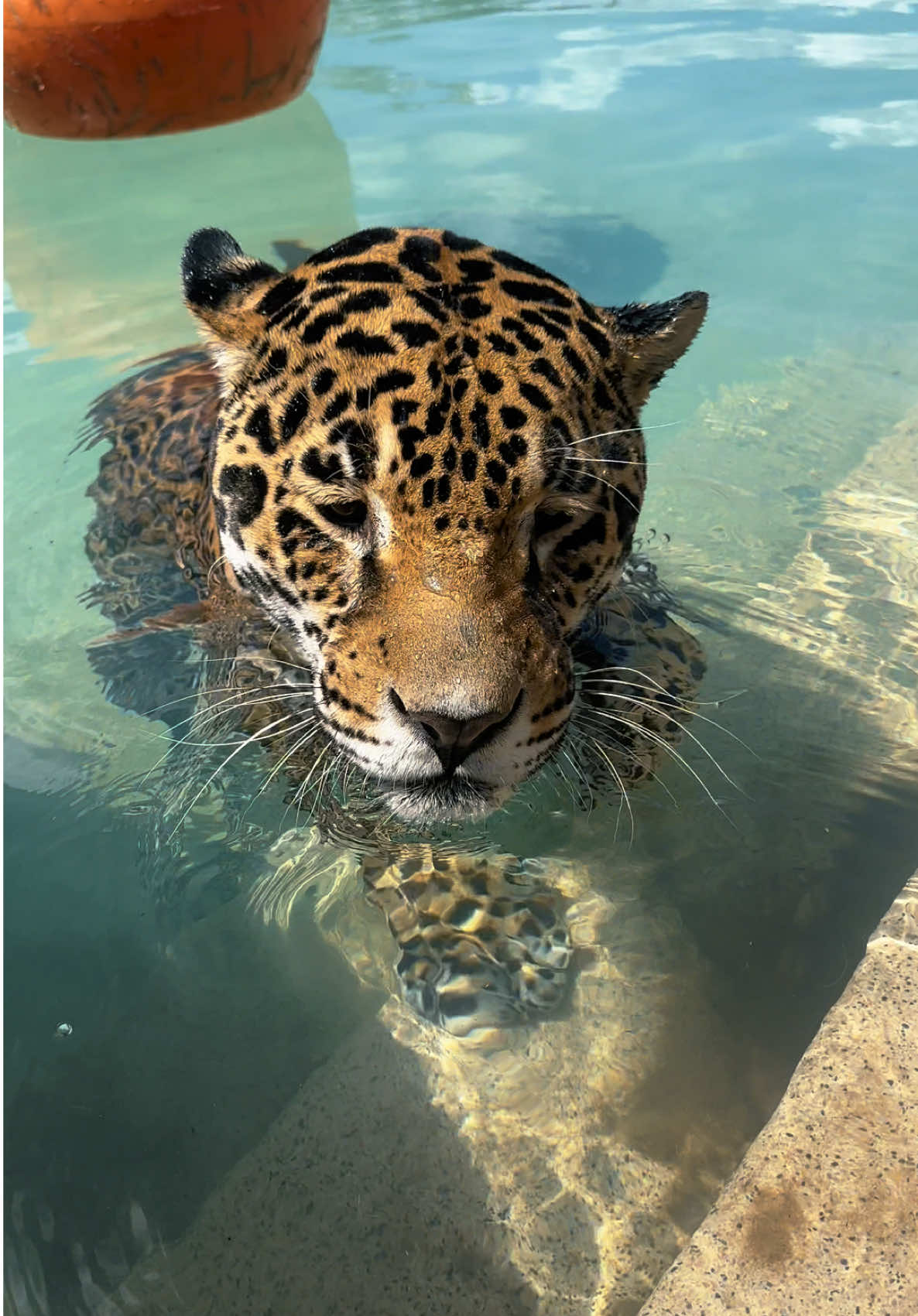 The cat is in the pool again 🤪