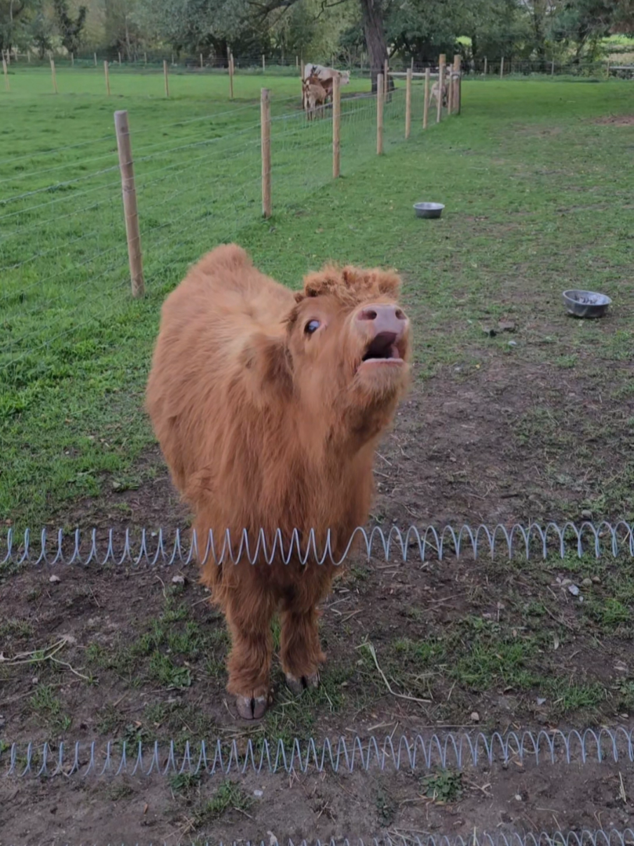 So demanding 😂 grown alot since his last moo video 🥹 #farmlife #mood #fyp #cows #dog 