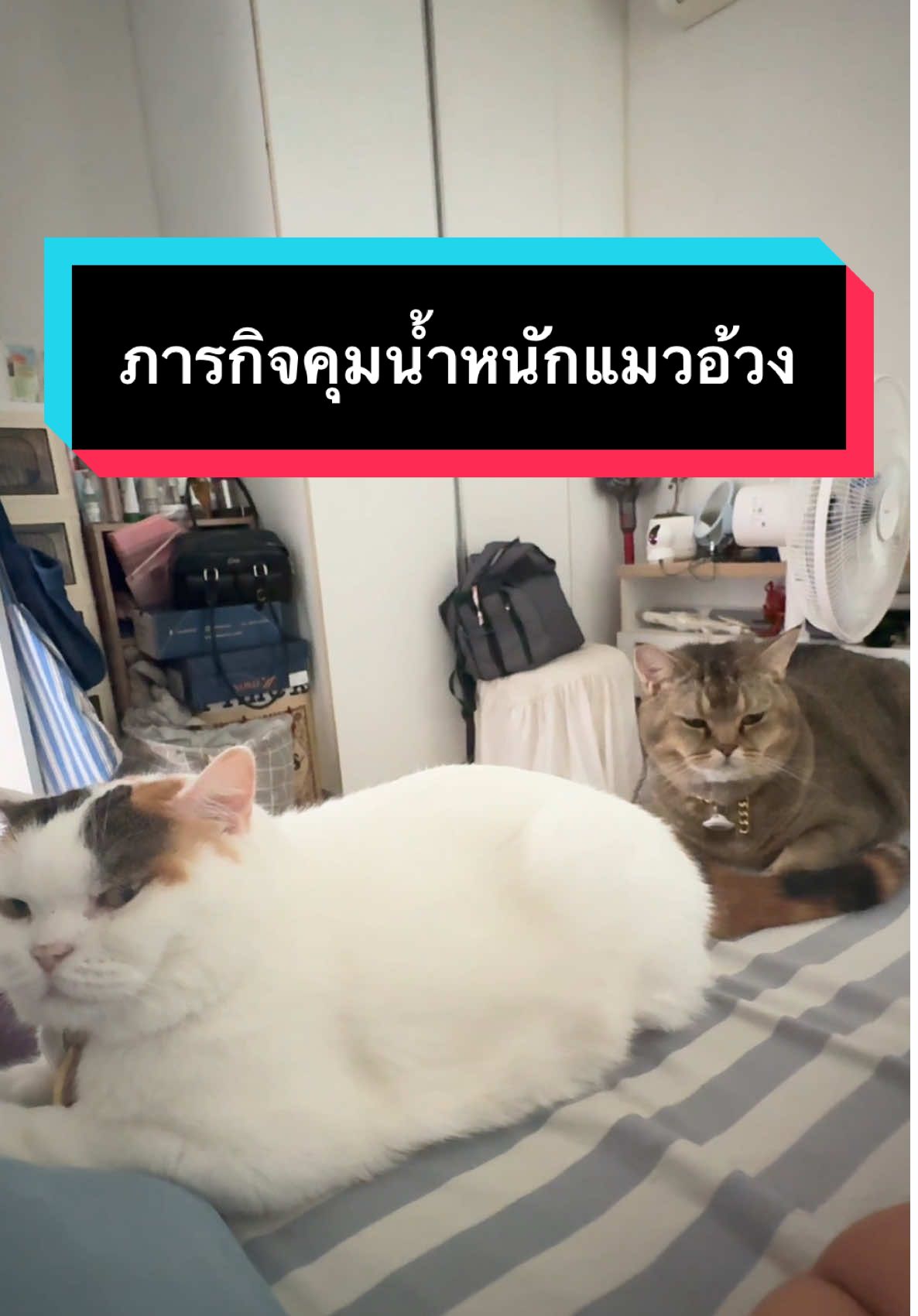 ภารกิจช่วยแมวอ้วงคุม นน. เริ่ม!! #มูมินแมวเหนียง #มู้ดดี้แมวแสบ #แมวน่ารัก #แมวอ้วน #สวนสัตว์tiktok #catsoftiktok 