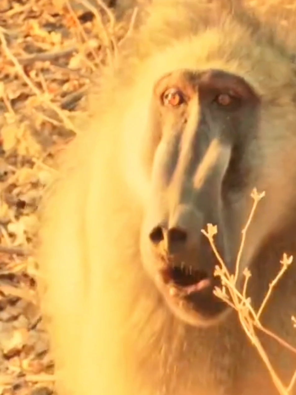 Wonderful sounds of nature #animaloworld #wildlife #nature #amazingsound #foeyoupage 
