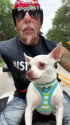 #FYP #BirdmanBobby1 #RescueAnimals #chihuahua #chihuahuastiktok 
