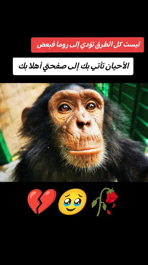#خارجيات سودانية 🐸🐸 #مشاهير_تيك_توك مشاهير - السودان - الشاب - الصيني - ماله - حل 🤕🤕🤕