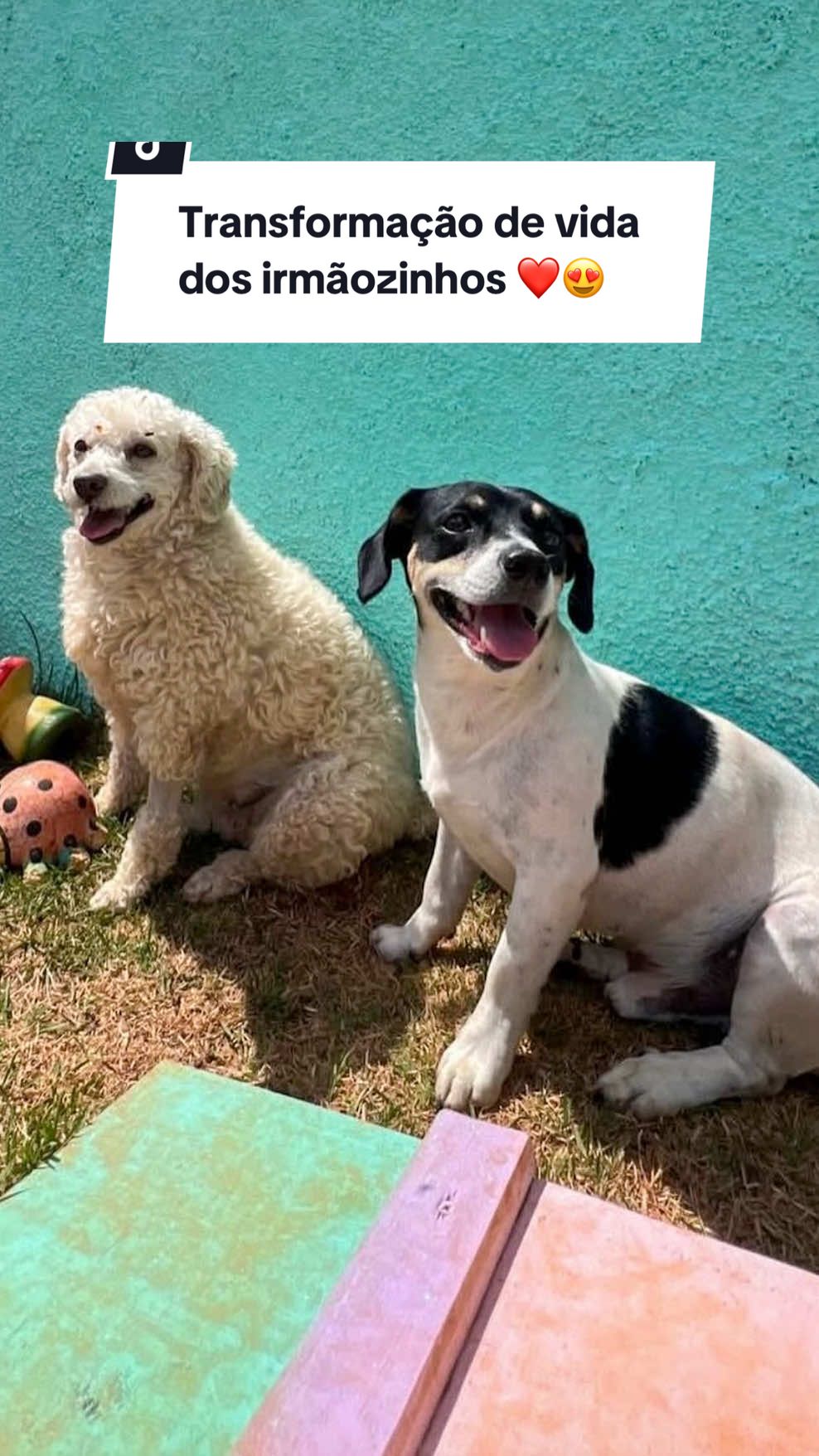 O resgate da Julieta e Haru foi o mais impressionante para nós.  Em questão de 1 semana tosamos a Juju, demos banho, castramos ela e logo em seguida fizemos o mesmo com seu melhor amigo Haru.  Apesar de os 2 terem tutor na época, a dona não pensou duas vezes em nos passar a responsabilidade de cuidar deles, já que a mesma não tinha condições.  Em menos de 1 semana, Julieta e Haru tiveram suas vidas transformadas. Ficaram limpinhos, castrados, medicados, cuidados, bem alimentados e 7 dias depois, tiveram um encontro de alma com sua verdadeira família.  Hoje, Juju e Haru vivem como 2 príncipes, em um lar cheio de amor. Não passam mais fome, não dormem mais na rua, muito pelo contrário, tem tudo do bom e do melhor.  Me emociono sempre que vejo uma foto ou vídeo deles vivendo essa vida maravilhosa que eles tem hoje na casa nova! Somos gratos a Deus por nos usar como instrumento na vida dessas criaturas tão preciosas. Jesus, estamos ao Seu dispor!  Vote no Will para o Prêmio iBest ❤️ Seu voto e apoio é muito importante e nos ajuda demais!  O link para votar está na minha bio 🙏 #cachorros #cachorro #cachorrosdotiktok #poodle #viralata 