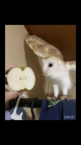 #フクロウの居る暮らし  #メンフクロウ  #barnowl  #フクロウ #ヒカキンボイス 