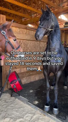 Our horses are set to be euthanised in 9 days but you stayed 18 seconds and saved them✅#HorseRescue #saveoursanctuary #horsefood #emergency #horselovers❤️🐎❤️ 