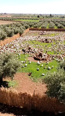 أفضل ما يمكن أن ترى عيناك 🐓❤️ #تربية_الدجاج #المغرب🇲🇦 #djaj_tahiri #دجاج_بلدي #دجاج 