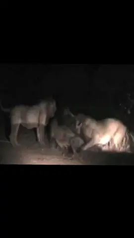 KİNKY TAİL AKA SHAKA MAPOGO LİON  #mapogo #lion #kinkytail #sabisandnaturereserve #keşfet 