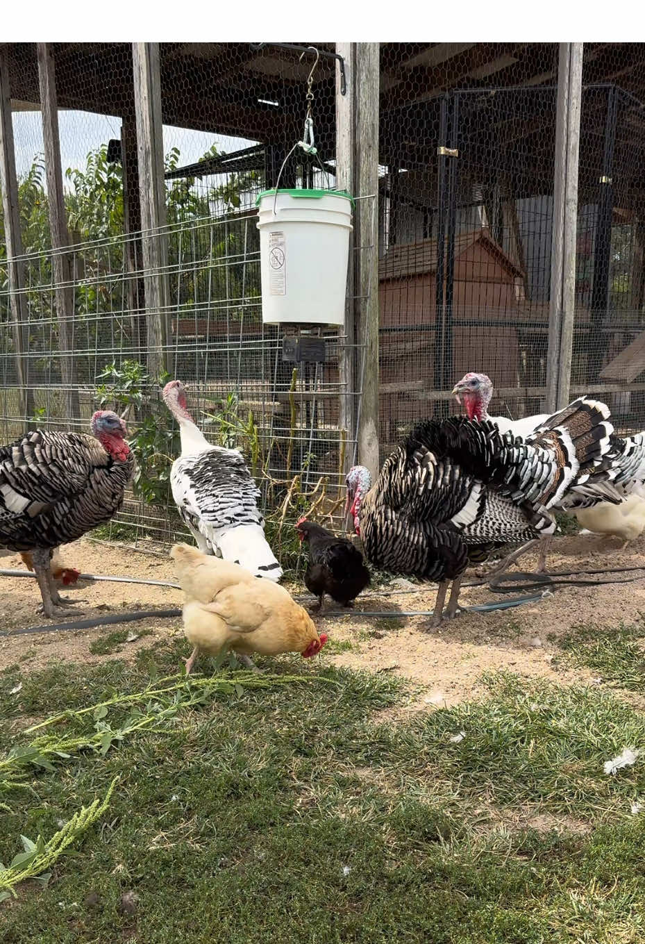 Automatic Feeder This could be used for feeding fish at a pond, feeding deer & other wildlife, the uses are endless. Keep farm life fun and not a chore! #automaticfeeder #backyardchickens #deer #wildlife #birds 