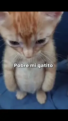 #holuuuu #parati #tiktokponmeenparatii #gatitos #okperoestacanción 