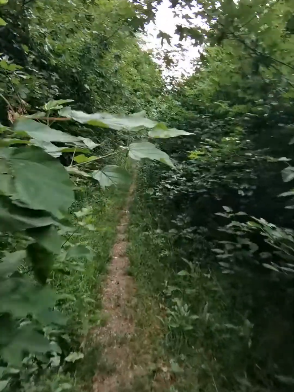 Where are you? 😳 #forest #nature #walking 