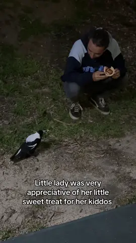 Victorian magpies are here to deinfluence you on the bad wrap maggie’s get during swooping season.  Little lady was very polite and we appreciate her manners 😭🫶 #victoria #magpie #friendshipgoals #traveltiktok #deinfluencing 