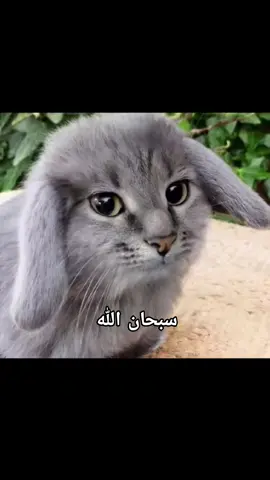 لا تخرج قبل ما تقول سبحان الله  ...... #ميمز #دماغي_تعباني #foryou #foryoupage #explore 