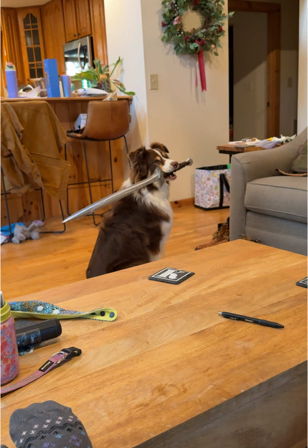 Gone too soon 🥲 #ladypintobean #sworddog #funnydog #dogsoftiktok #australianshepherd 