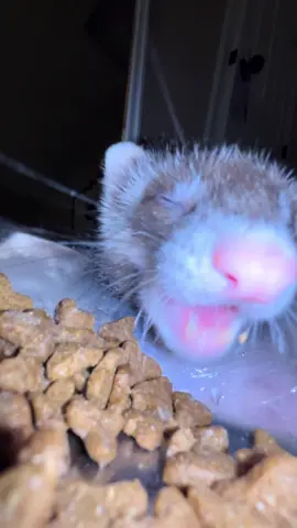 Food, water, repeat. Add in naps. #ferret #ferretsoftiktok #ferretlove #ferretlife #ferretmom 