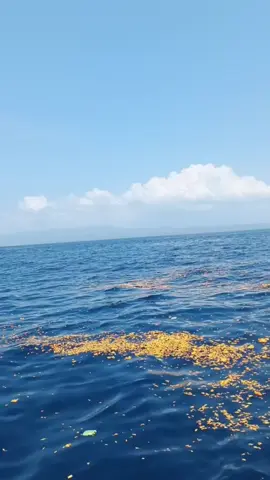 IBUUUU....TUNGGU KAMI ,,,,,,KAMI  AKAN DATANG DI TANGGAL 27 SEPTEMBER 20W5  MENGHATURKAN PERSEMBAHAN DAN SEMOGA IBU BERKENAN SERTA MEMAAFKAN SEMUA KESALAHAN KAMI , KARENA KETIDAK TAHUAN KAMI , KARENA KEGELAPAN HATI KAMI , KARENA KE EGOISAN KAMI BANYAK TELAH MELAKUKAN KESALAHAN , MOHON IBU BERKENAN MEMAAFKAN KAMI SEPERTI BERKENANYA IBU DALEM SEGARA MENERIMA PERSEMBAHAN KAMI WAKTU ITUI. SEKALI LAGI MOHON MAAFKAN KAMI IBU , PUTRA PUTRI IBU YANG LALAI AKIBAT KEGELAPAN HATI KAMI , MOHON ANUGRAHI KAMI PENGETAHUAN SUCI SEHINGGA KESADARAN KAMI BERTUMBUH, MATUR SUKSMA IBU, TUNGGU KAMI , KAMI AKAN DATANG. MATUR SUKSMA IBU DEWI DANU.