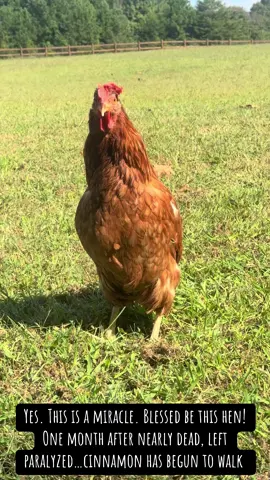 #heavenhen #miracle #chicken #walking #paralysis 