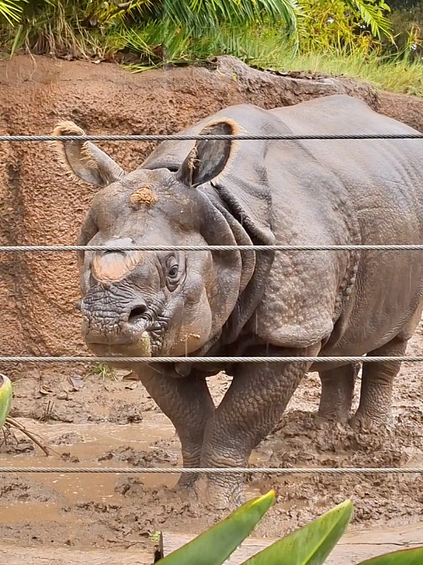 Shorter version of Maza!!🥰🥰 San Diego Zoo Wildlife Alliance!! 🥰 www.aza.org #sandiegozoo #zoo #ryanslasher  #zooguy #rain 