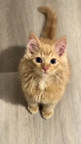 Yoshi is a silly boy 🤪 wait for his little trick at the end 😂😍#kitten #ragdoll #gingercat #funnycat #zoomies 