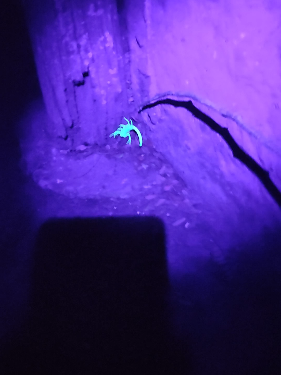 Lanterna luz negra para  lescorpião 🦂🦂🦂🦂 aqui no #tiktokshopchegou 