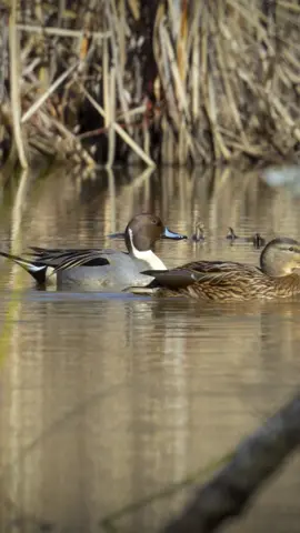 Who doesn’t love a drake pintail 🔥 #ducks #waterfowl #mallards #duckhunting #duckseason 