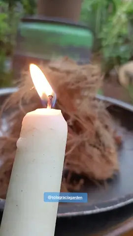 Ini salah satu caraku untuk mengendalikan hama, dengan menggunakan sabut kelapa yang kering 👍 #ketahananpangan #organic #solagraciagarden #fypage 