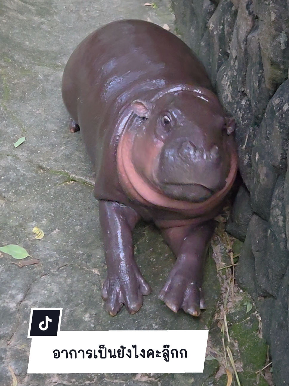 หมูเด้ง หนูเป็นอะไรลู๊กกก  #หมูเด้ง #moodeng  #สวนสัตว์tiktok #hippo 