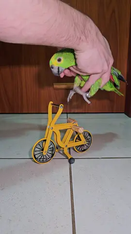 Parrot doing BMX stunts #parrot #birdsoftiktok #bike #bmx #PetsOfTikTok 