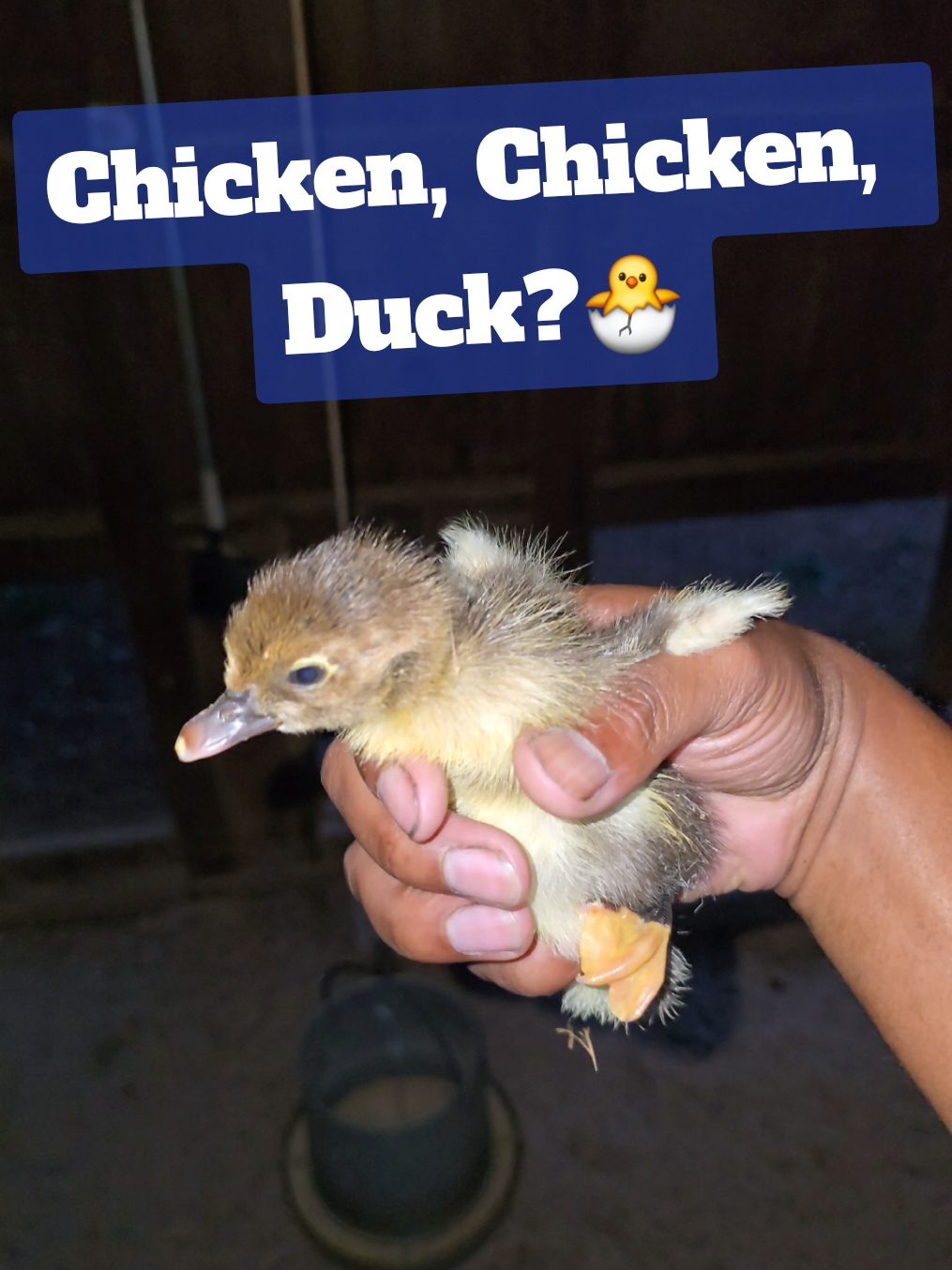 Fren Equiped🐣 #shorts #Vlog #fren #chicken #ducklings 