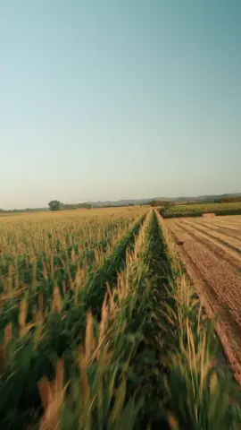 #Tendencia ¡El Nuevo Ecuador cumple! 70 mil productores reciben el bono Raíces para impulsar el campo. En tiempo récord, 70 mil familias productoras agrícolas de las 24 provincias ya recibieron el Bono Raíces, un apoyo directo que mejora su calidad de vida y fortalece la producción agrícola del país. Los depósitos se realizaron en sus cuentas de BAN Ecuador, impulsando la inclusión productiva del campo. Este incentivo forma parte de un programa que beneficiará a 100 mil pequeños agricultores en todo el país. @ladataec👈 #ladata #TendenciaPolítica #BonoRaíces #AgriculturaParaTodos 