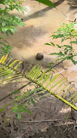 Video triệu viêu miền tây 🌴